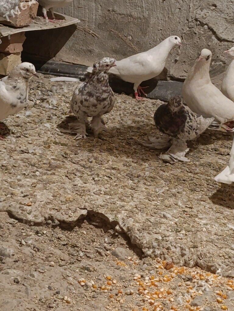 kepderi - Ýolöten - img 3