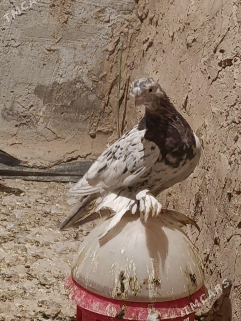 kepderi - Ýolöten - img 1