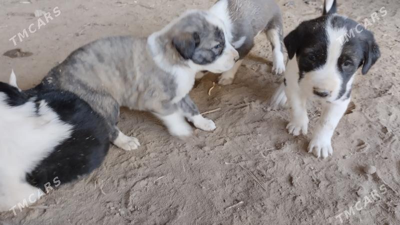 chopan kuchuk - Туркменабат - img 2