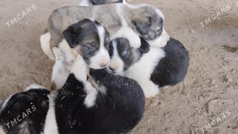 chopan kuchuk - Туркменабат - img 1