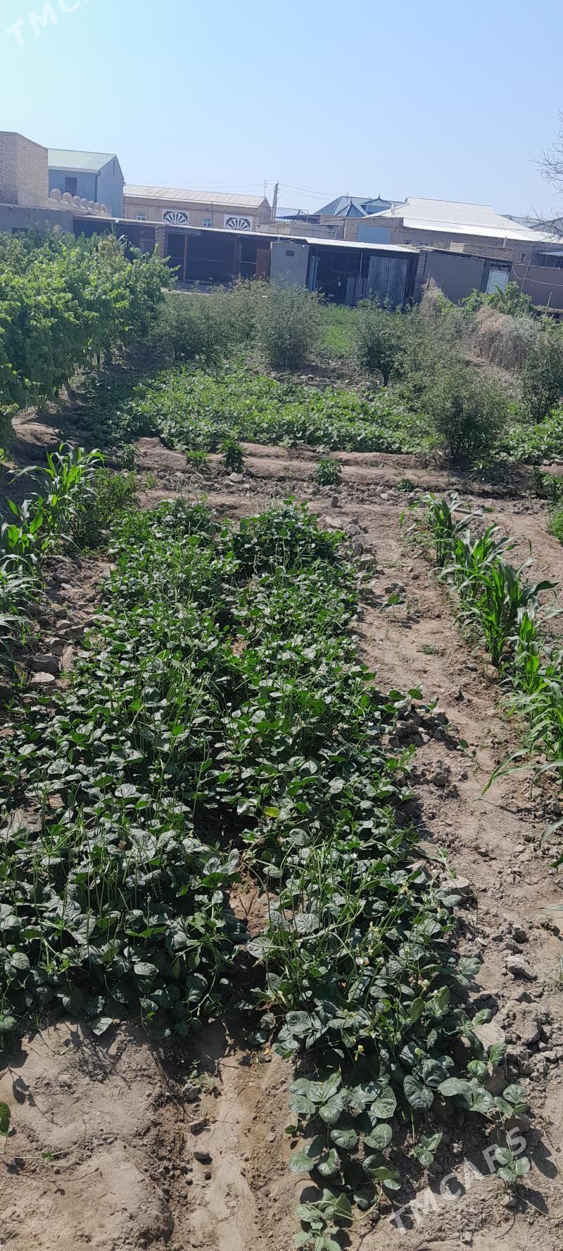 Satlyk jay - Туркменабат - img 2