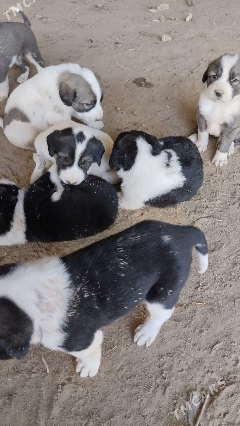 chopan kuchuk - Туркменабат - img 3