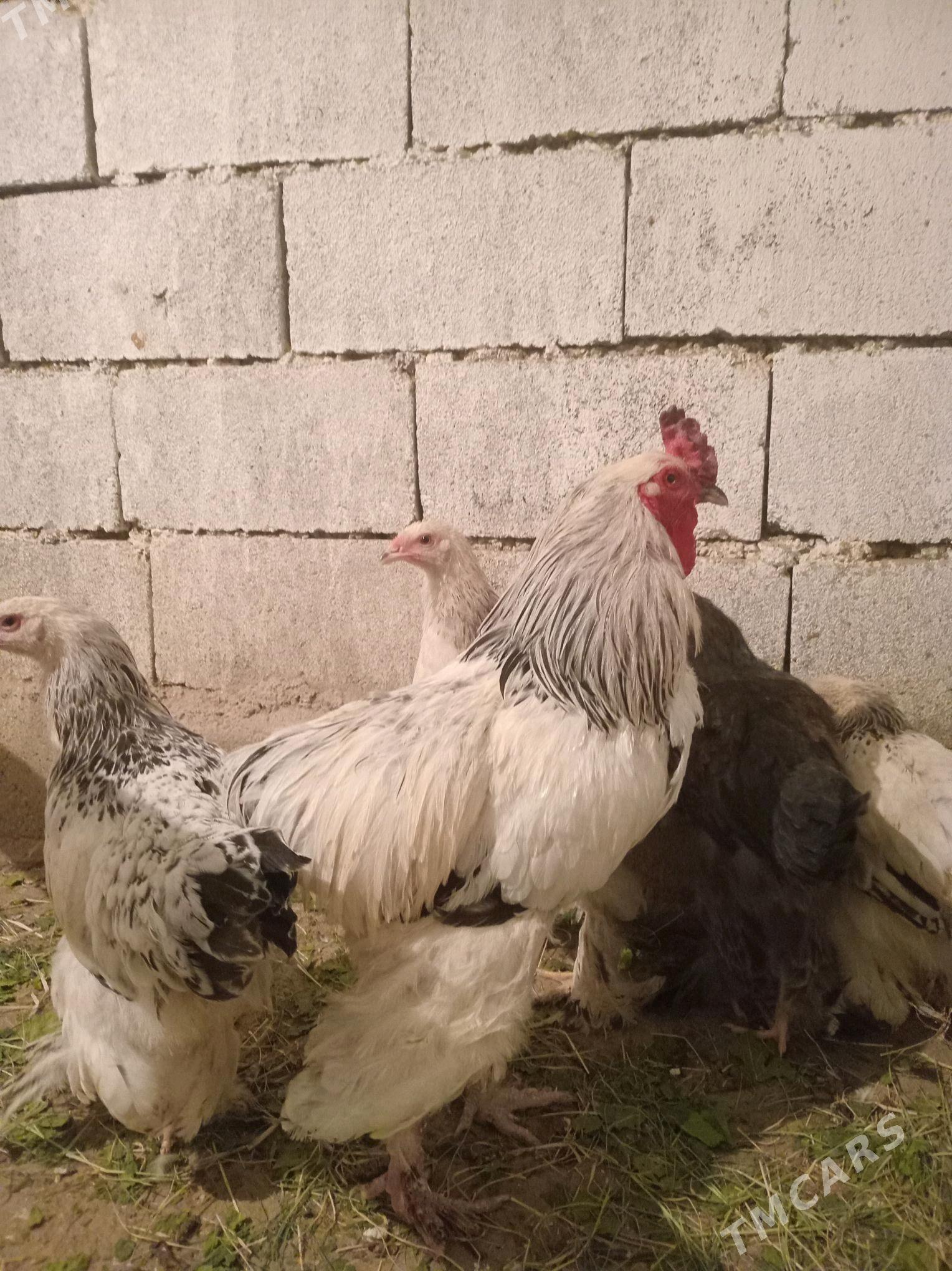 Brama GoLD horazz Super - Bäherden - img 1