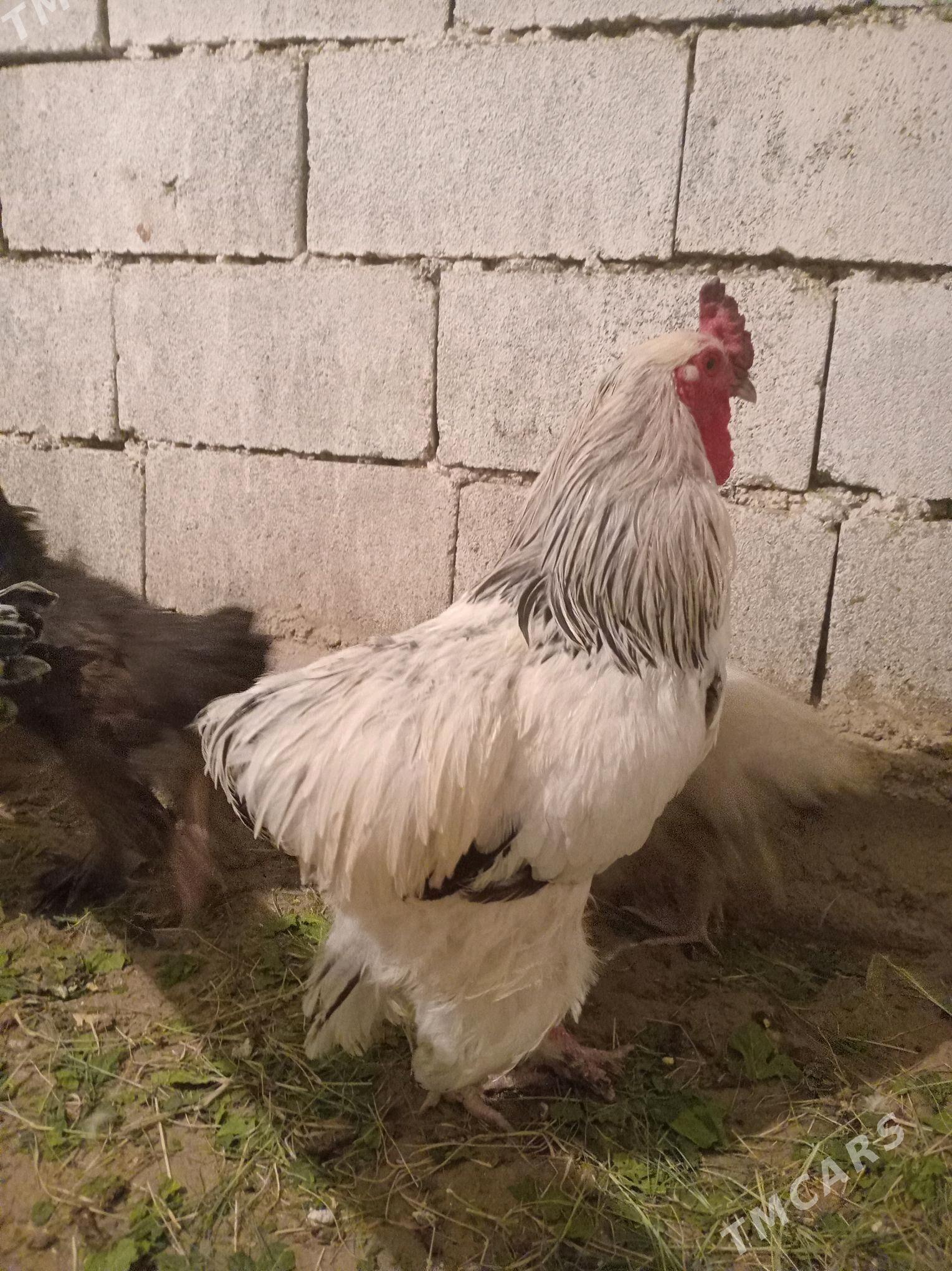 Brama GoLD horazz Super - Bäherden - img 2