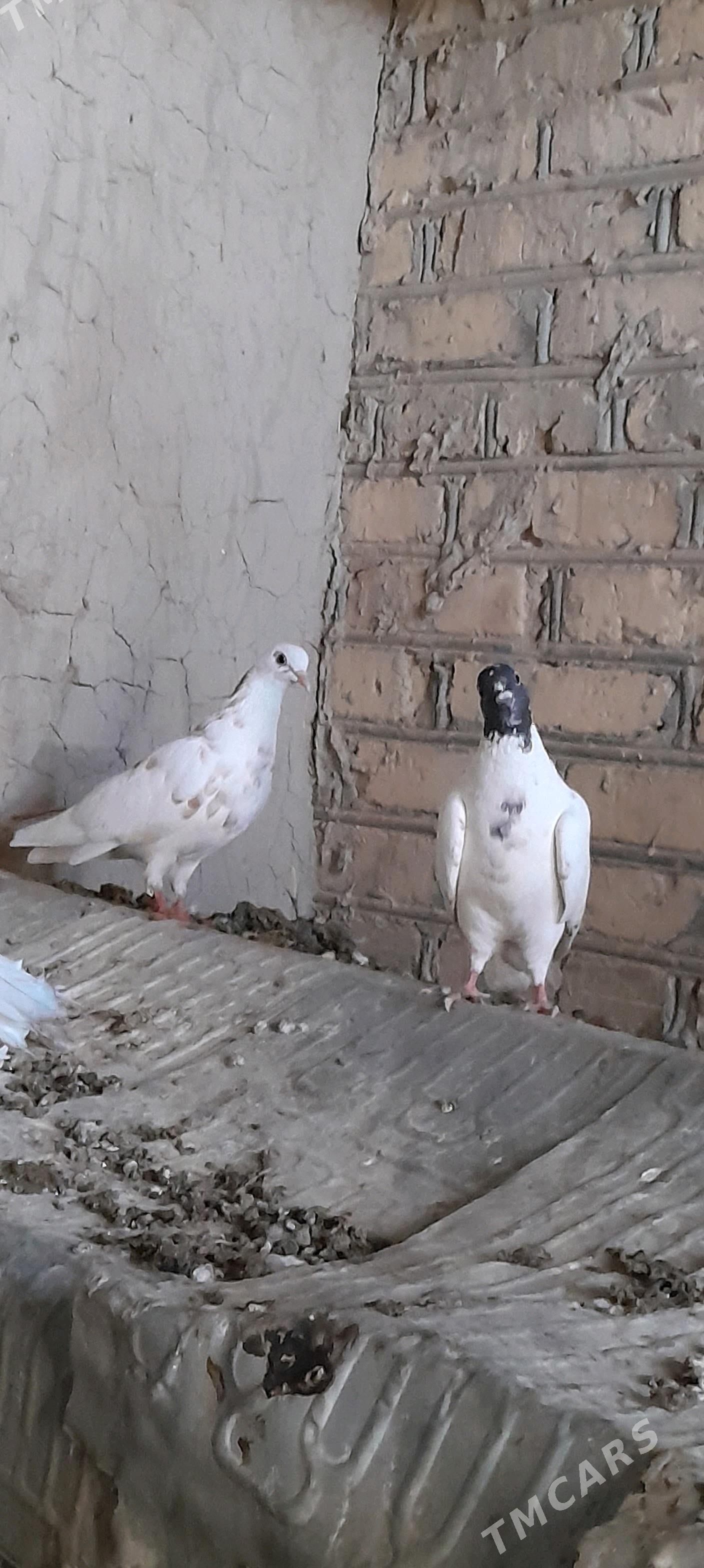 kepderi - Сакарчага - img 1