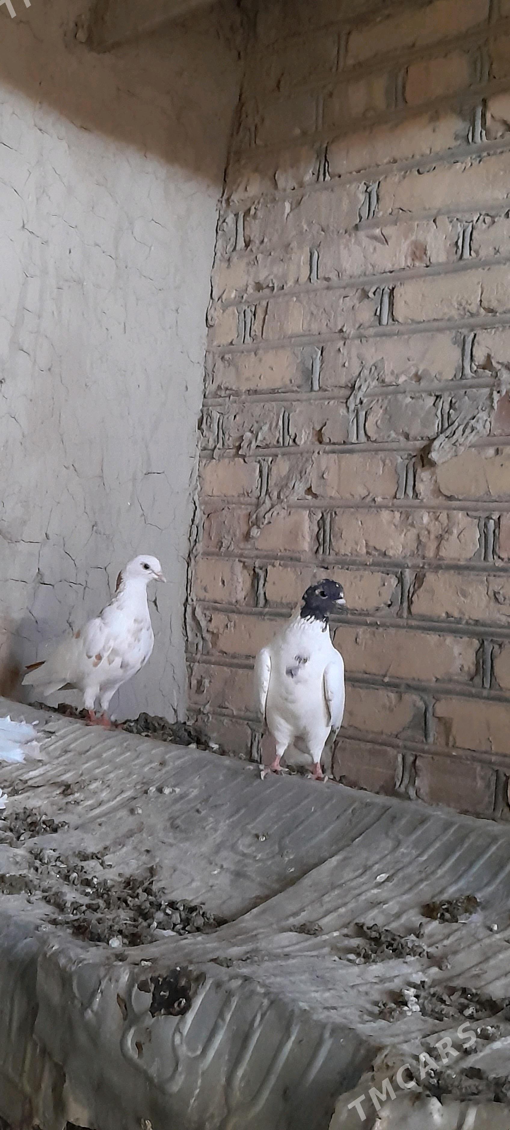 kepderi - Сакарчага - img 2