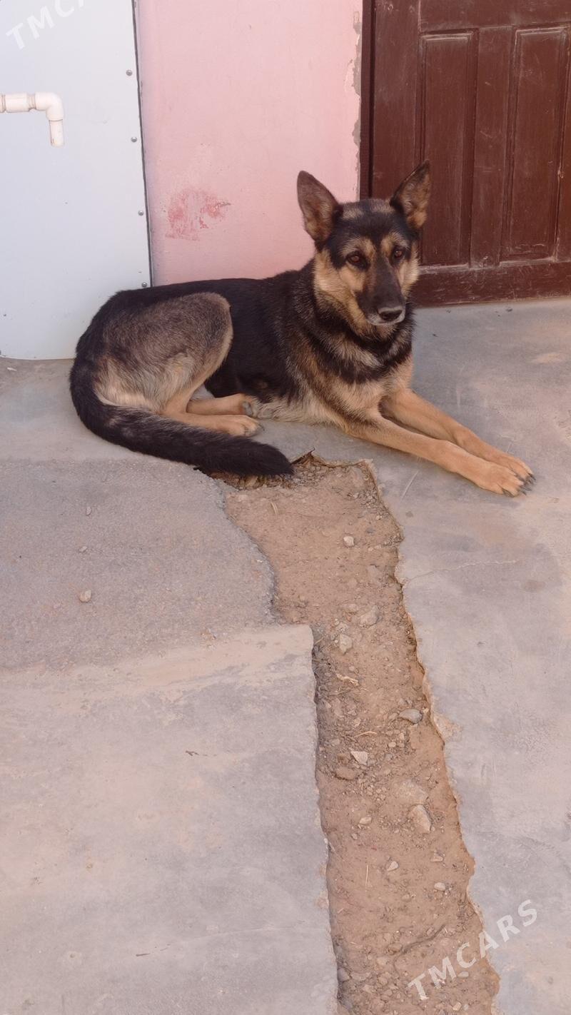 Awçarka - Mary - img 4