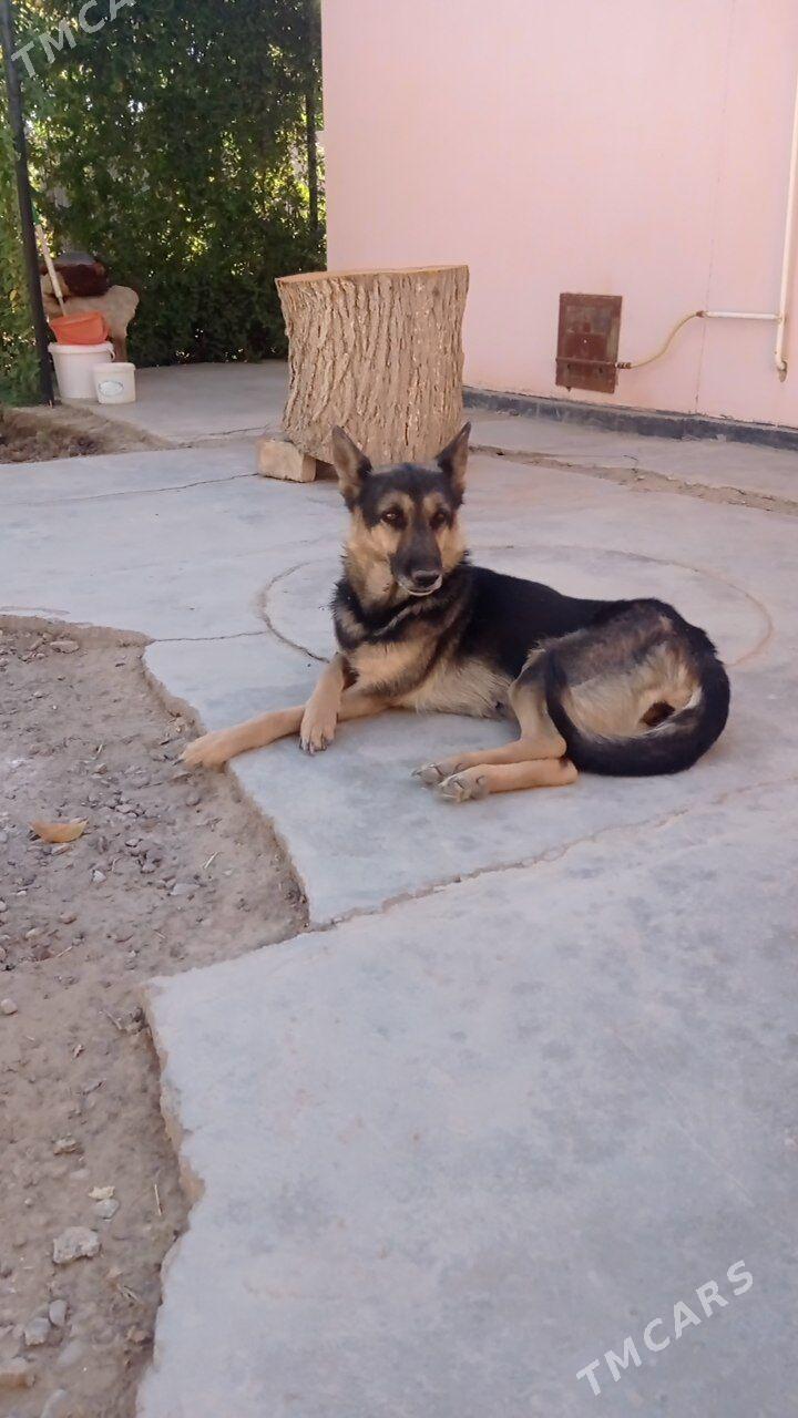 Awçarka - Mary - img 2