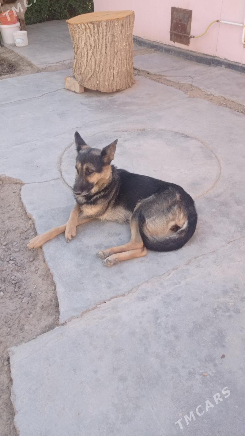 Awçarka - Mary - img 5