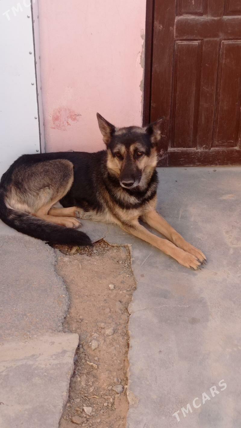 Awçarka - Mary - img 3