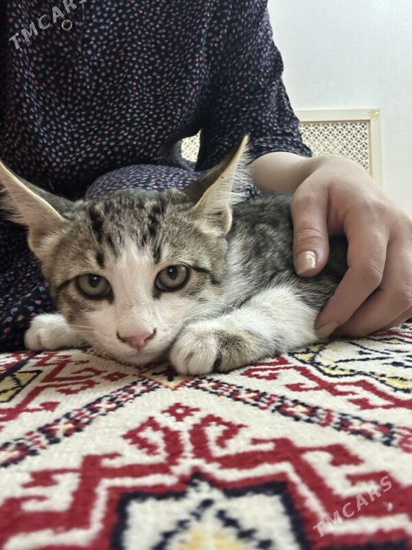 котенок - Мары - img 3