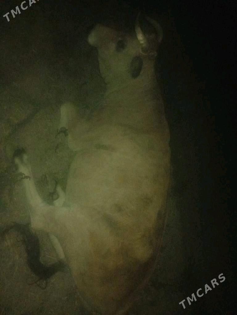 gysyr sygyr bakylan - Теджен - img 1