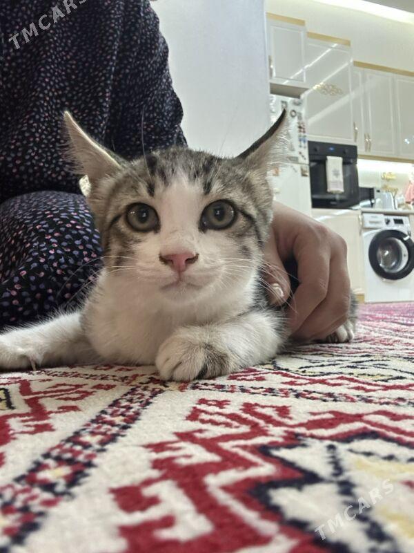 котенок - Мары - img 2