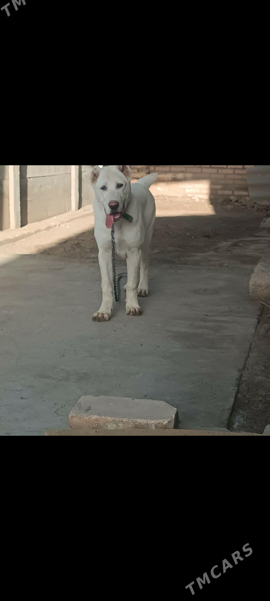 акгущ - Mary - img 2