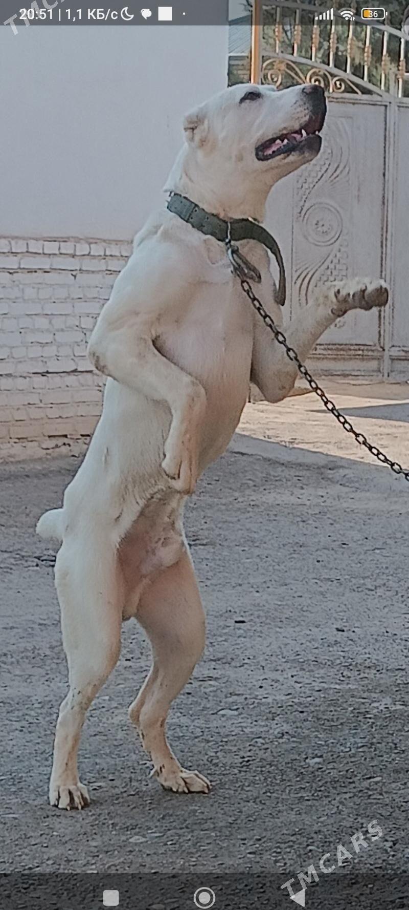 акгущ - Mary - img 3