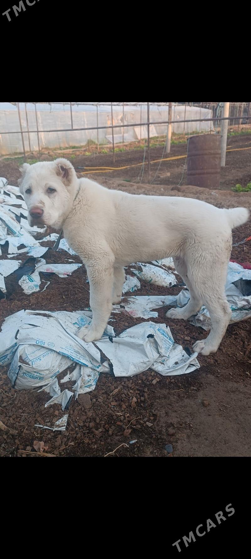 акгущ - Mary - img 5