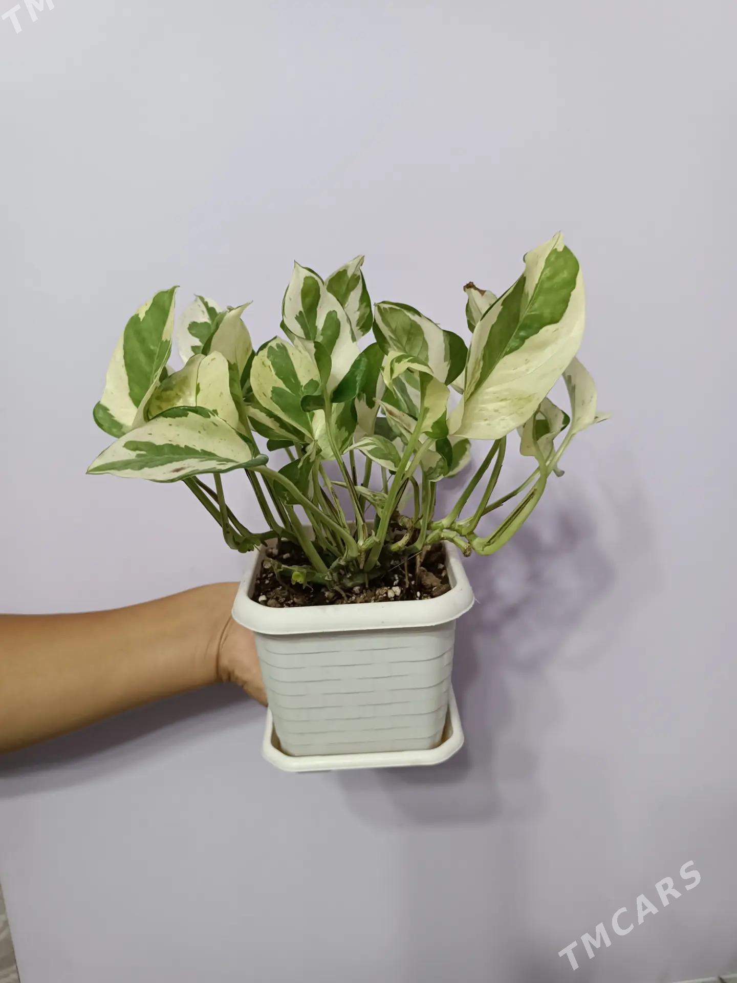 СЦИНДАПСУС Н-ДЖОЙ - Ашхабад - img 1