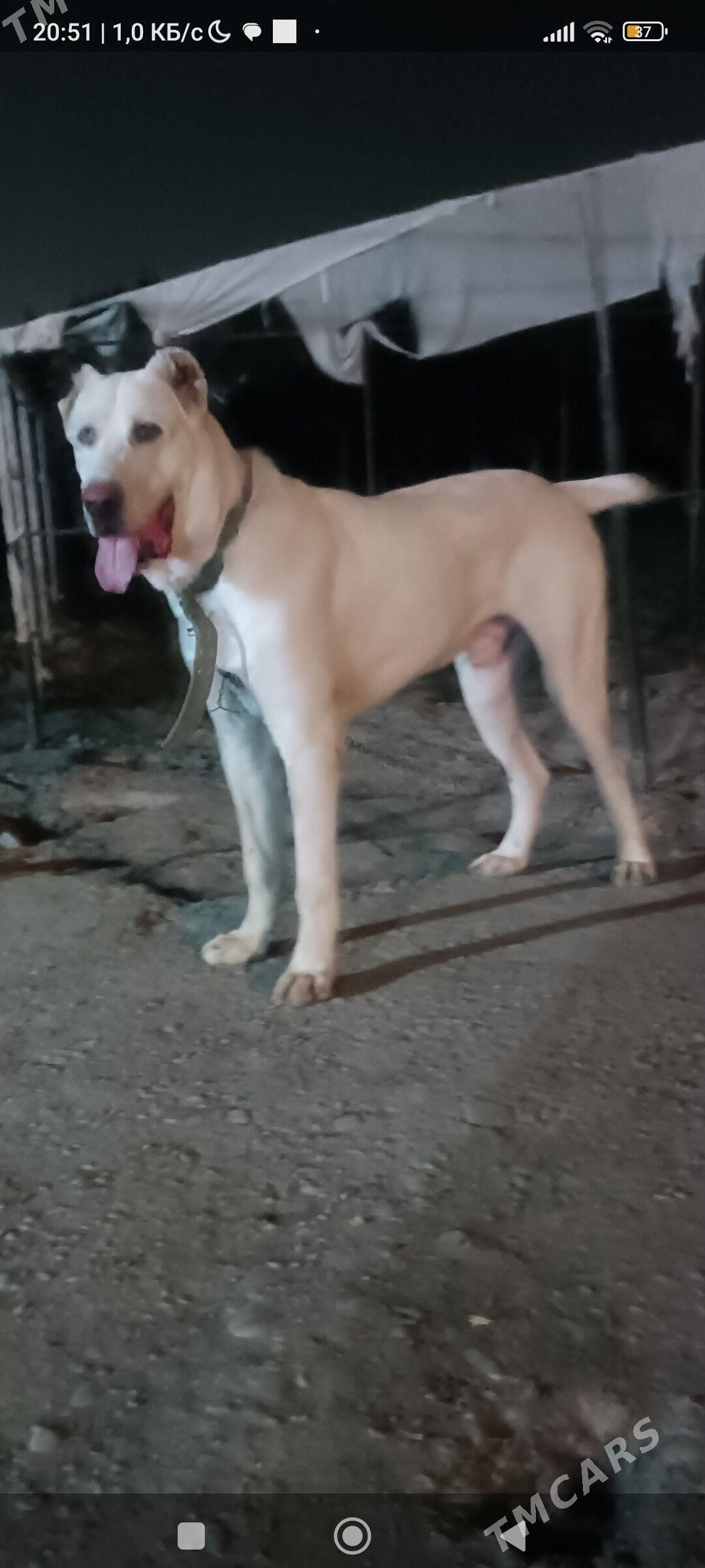 акгущ - Mary - img 4