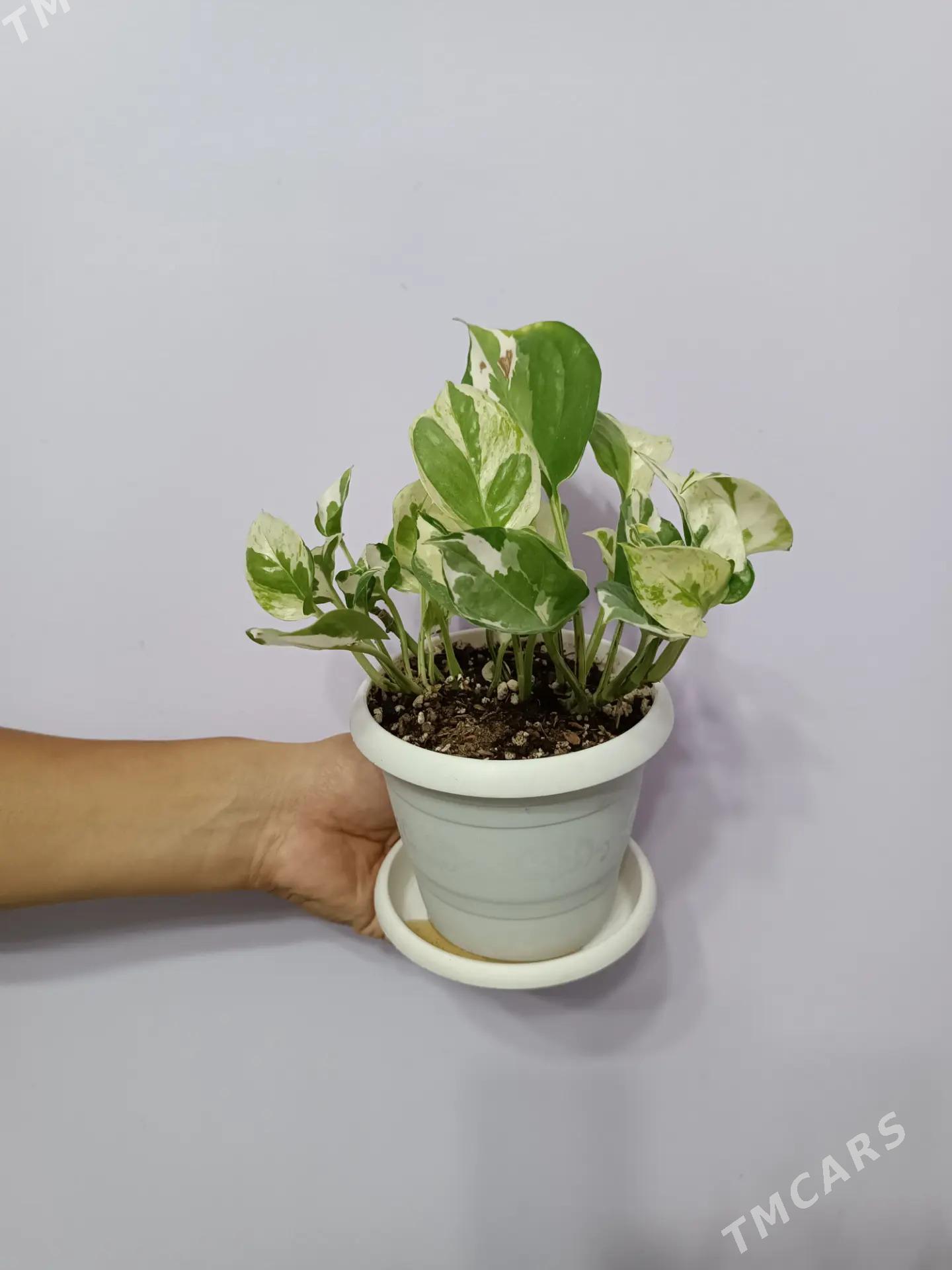 СЦИНДАПСУС Н-ДЖОЙ - Ашхабад - img 2