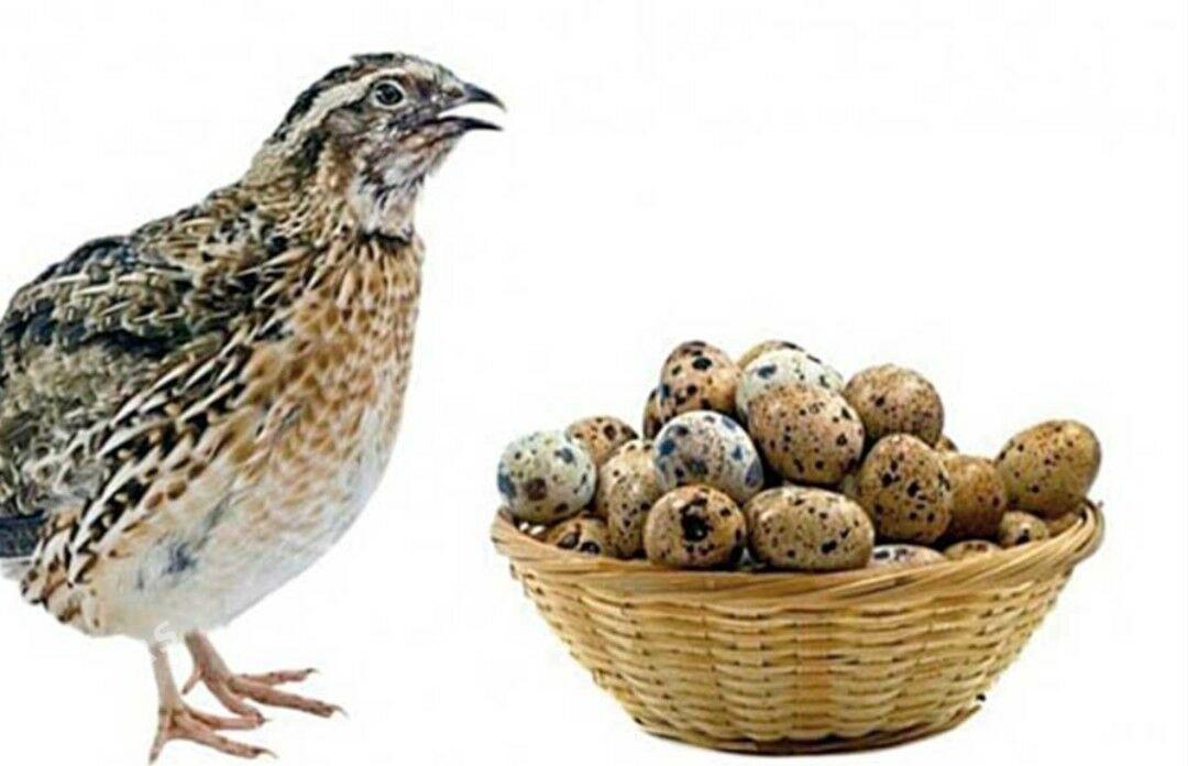 Guşlar  Bedene - Кака - img 1