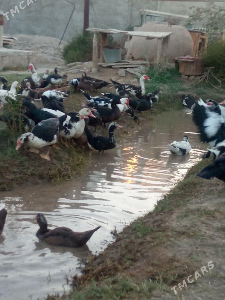 indawutga - Mary - img 1