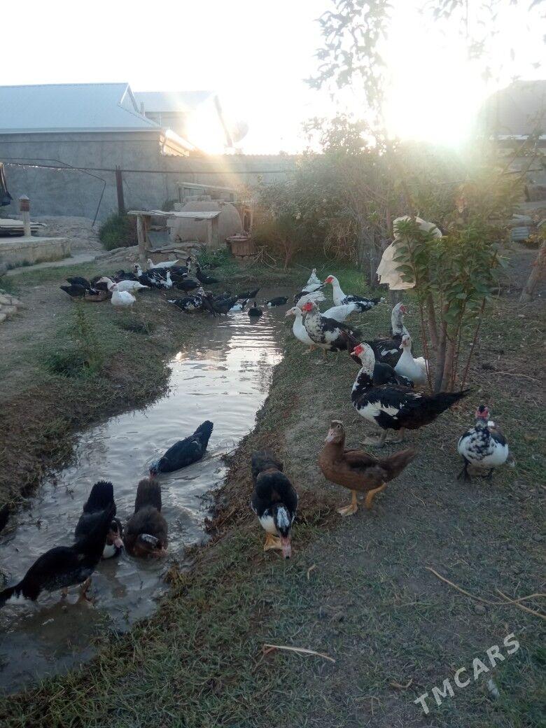 indawutga - Mary - img 4