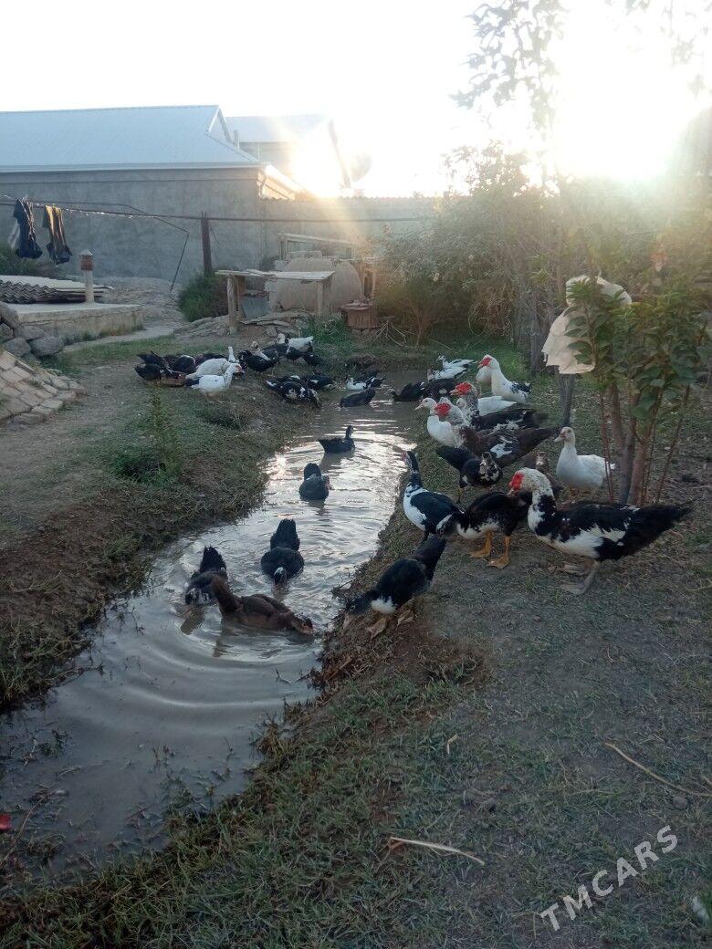 indawutga - Mary - img 6