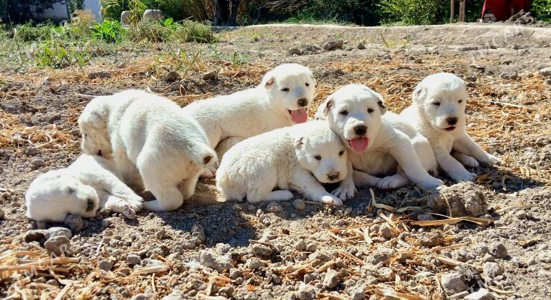 TÜRKMEN GÜJÜKLERI - Гурбансолтан Едже - img 7