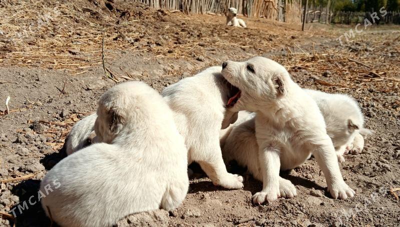 TÜRKMEN GÜJÜKLERI - Гурбансолтан Едже - img 4
