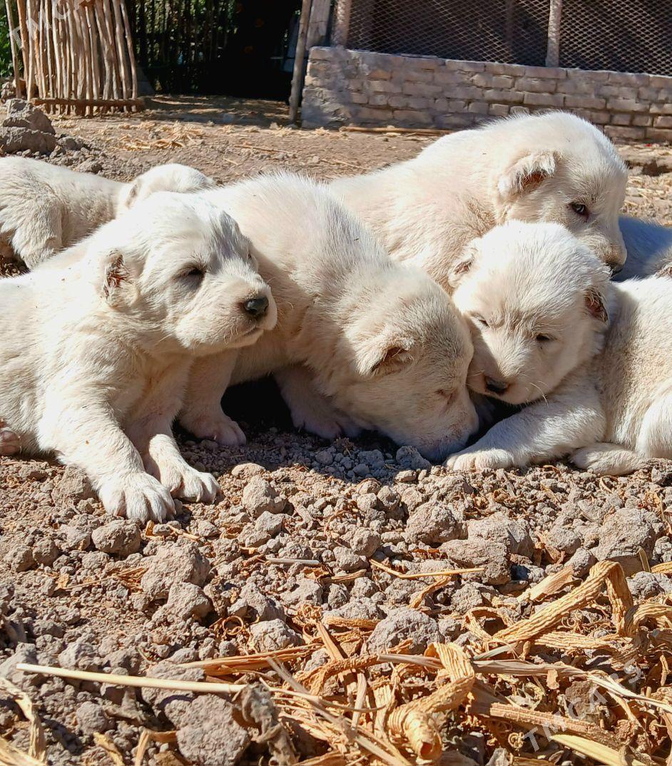 TÜRKMEN GÜJÜKLERI - Gurbansoltan Eje - img 1