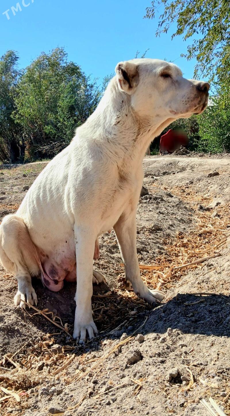 TÜRKMEN GÜJÜKLERI - Гурбансолтан Едже - img 8