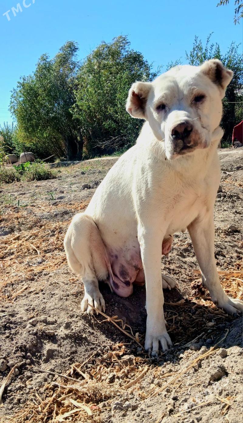 TÜRKMEN GÜJÜKLERI - Гурбансолтан Едже - img 3