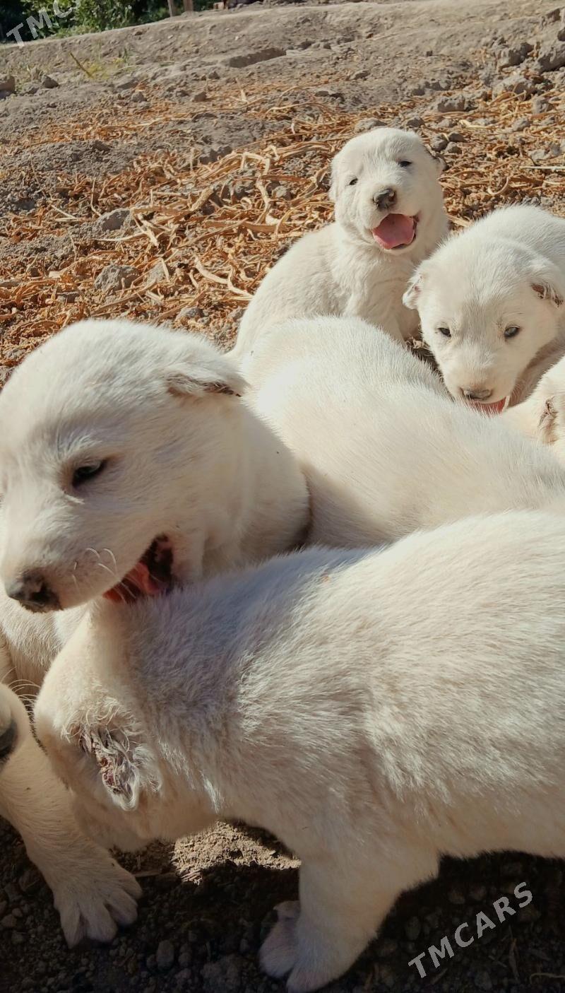 TÜRKMEN GÜJÜKLERI - Гурбансолтан Едже - img 9