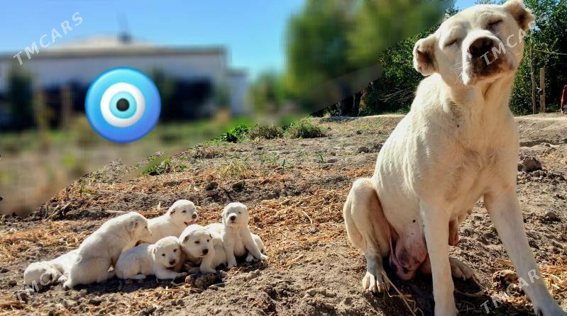 TÜRKMEN GÜJÜKLERI - Гурбансолтан Едже - img 6