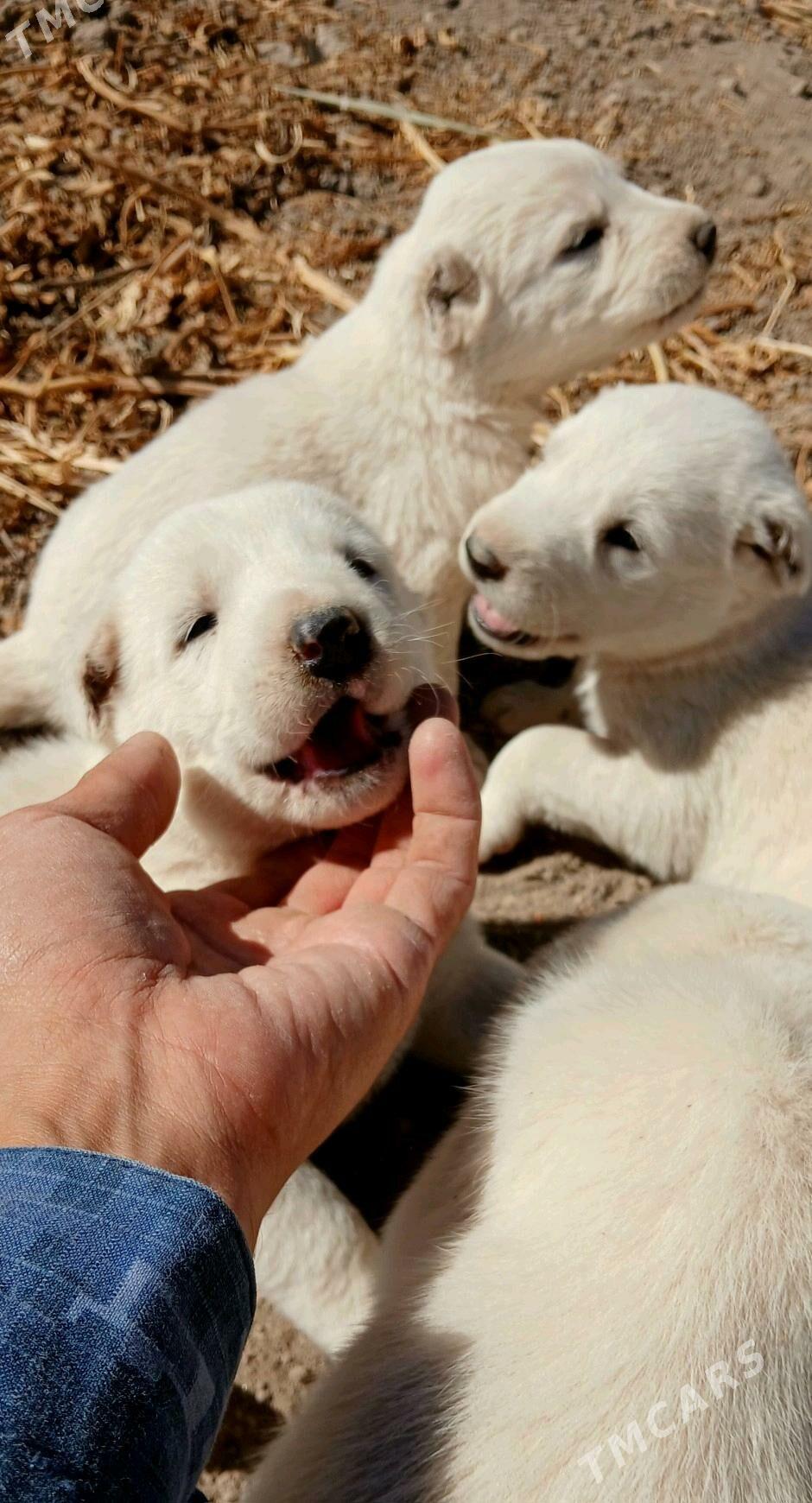 TÜRKMEN GÜJÜKLERI - Гурбансолтан Едже - img 5