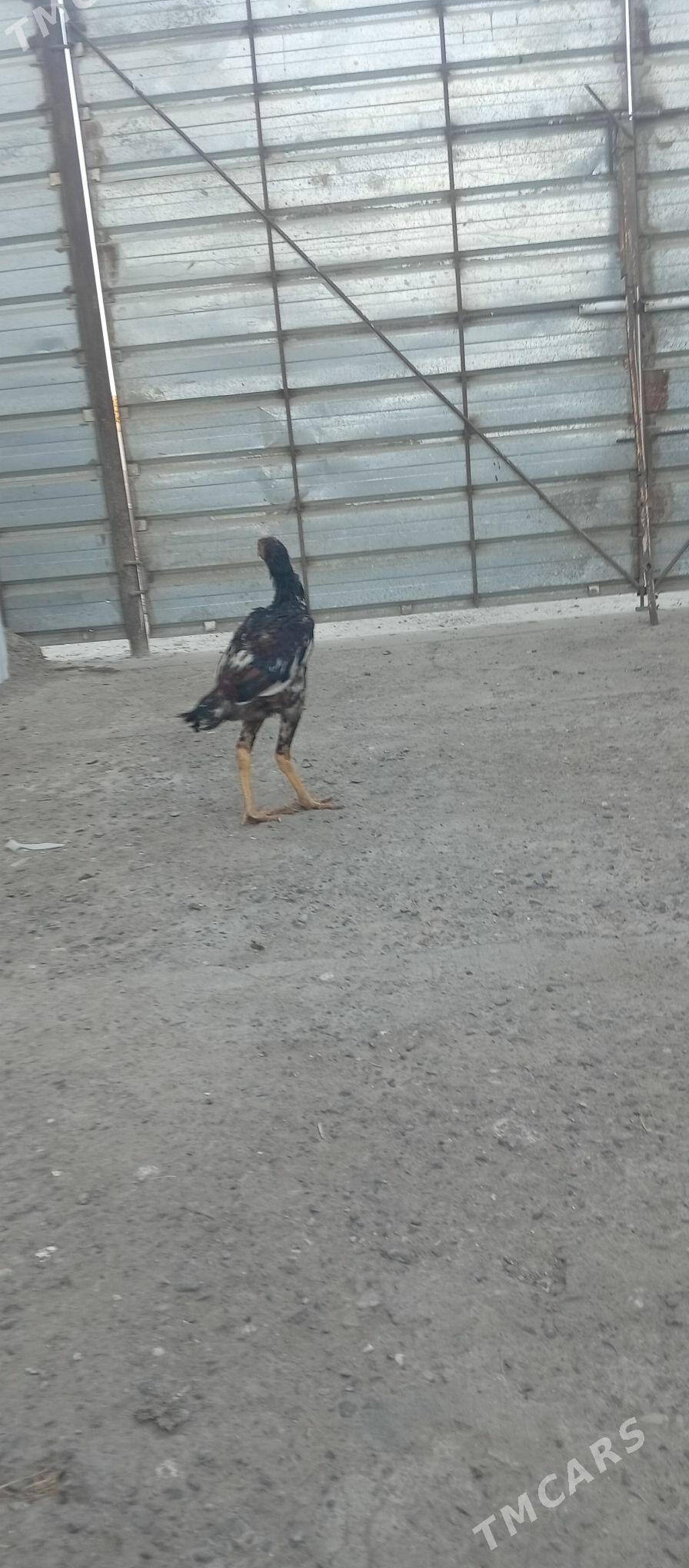 озбек - Türkmenabat - img 3