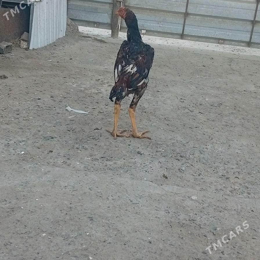 озбек - Türkmenabat - img 2