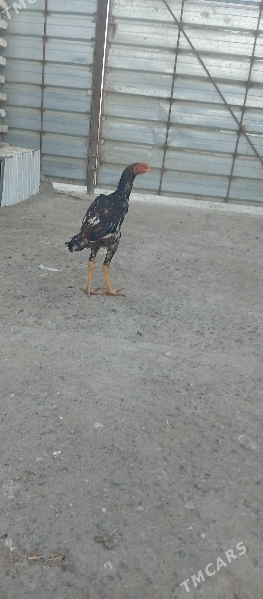 озбек - Türkmenabat - img 1