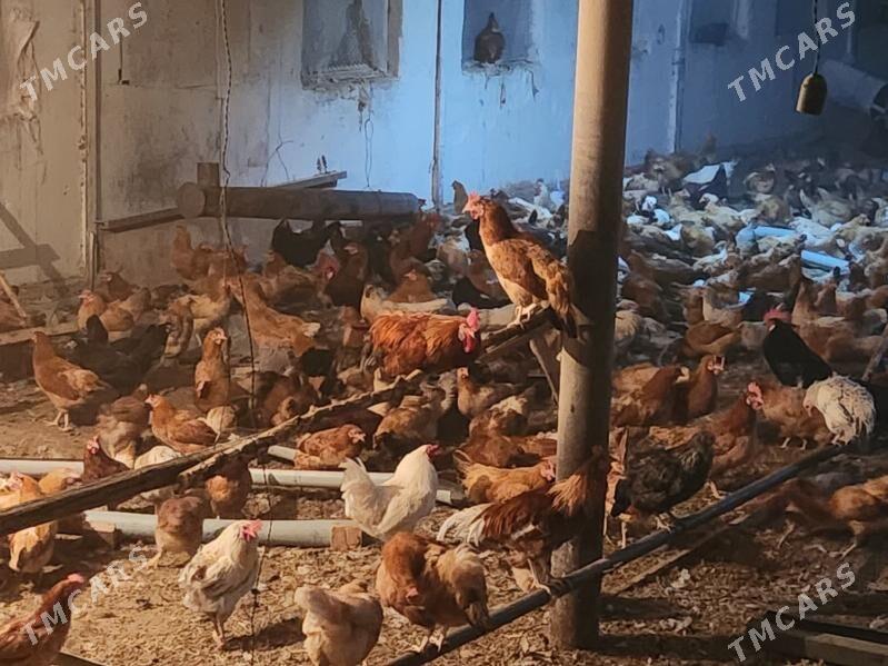 Towuk - Курица - Mary - img 2