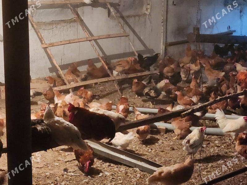 Towuk - Курица - Mary - img 3