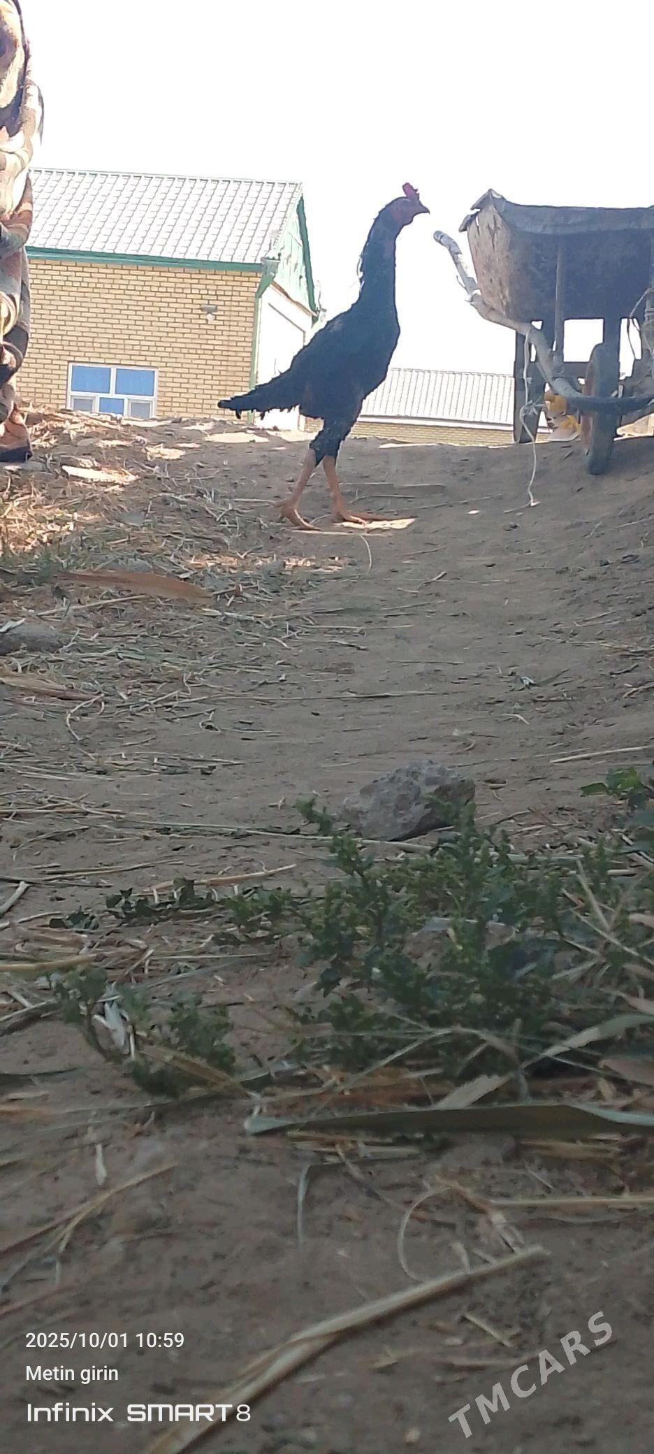 horoz - Мары - img 2