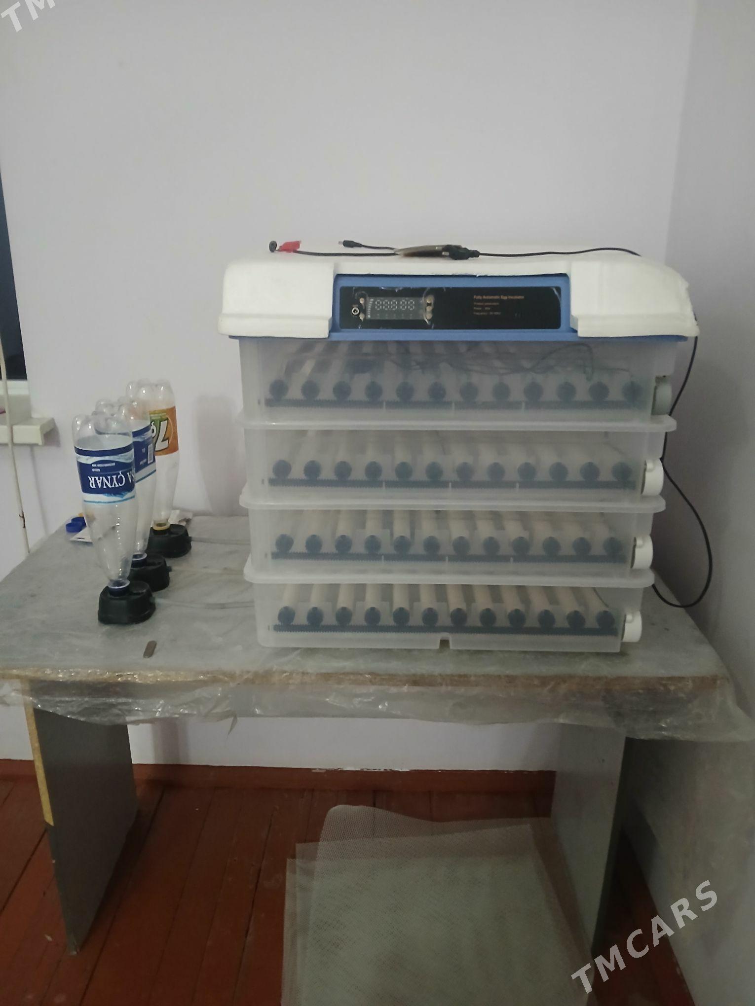 inkabator - Мургап - img 1