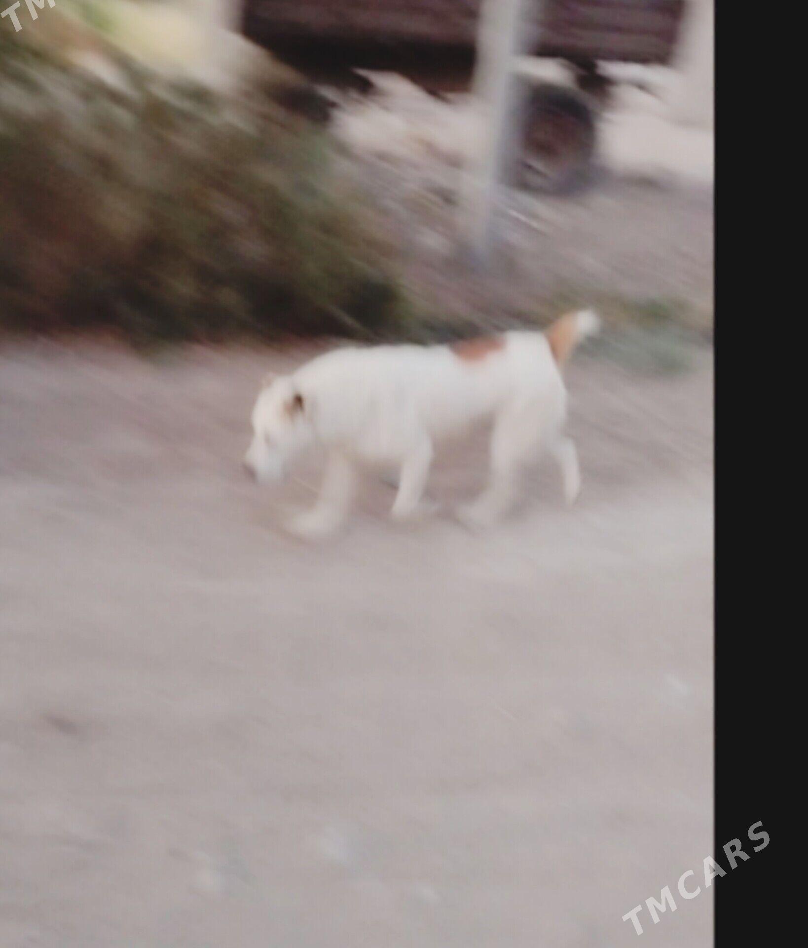 Garagoz - Шабатский этрап - img 3