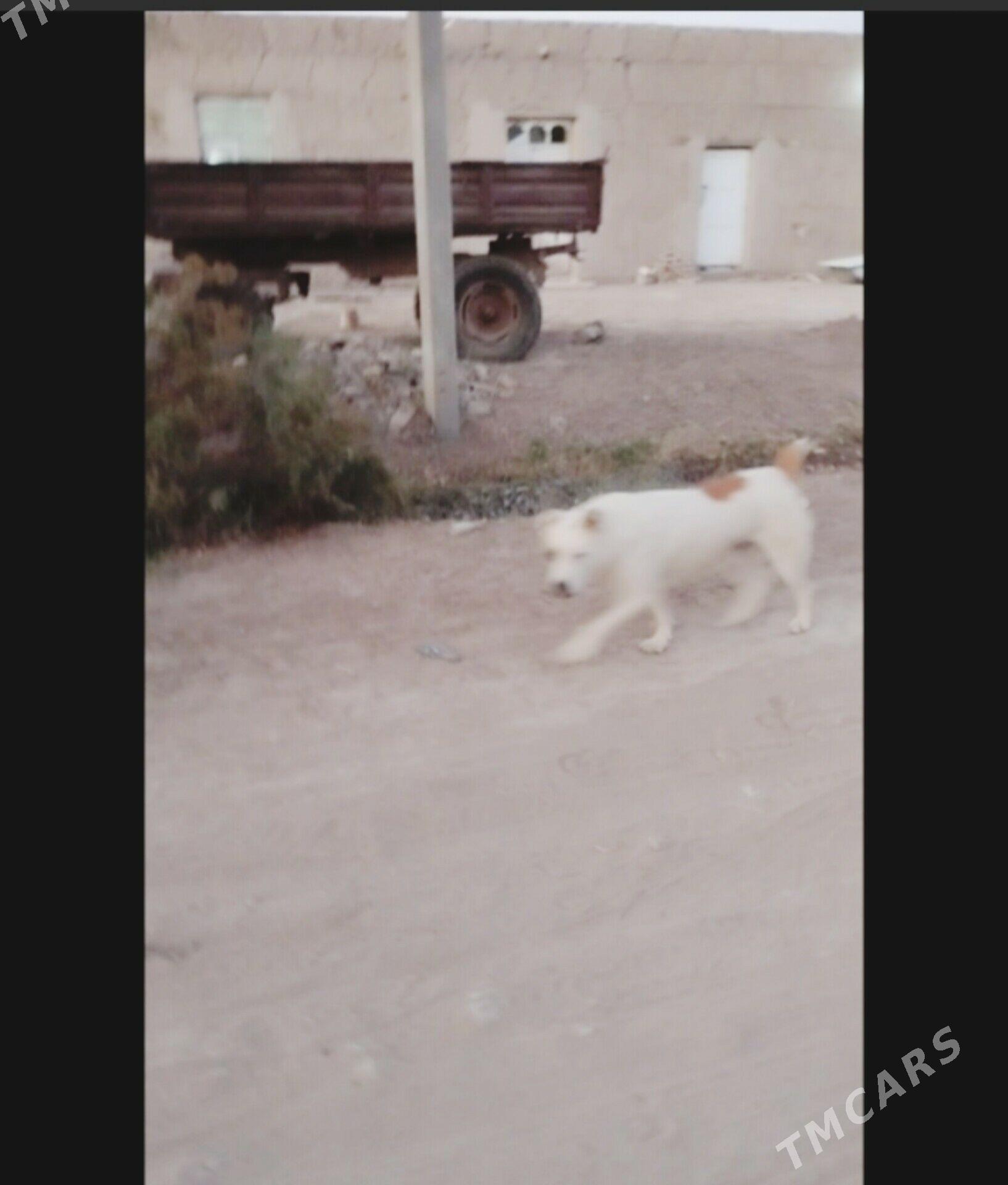 Garagoz - Шабатский этрап - img 2