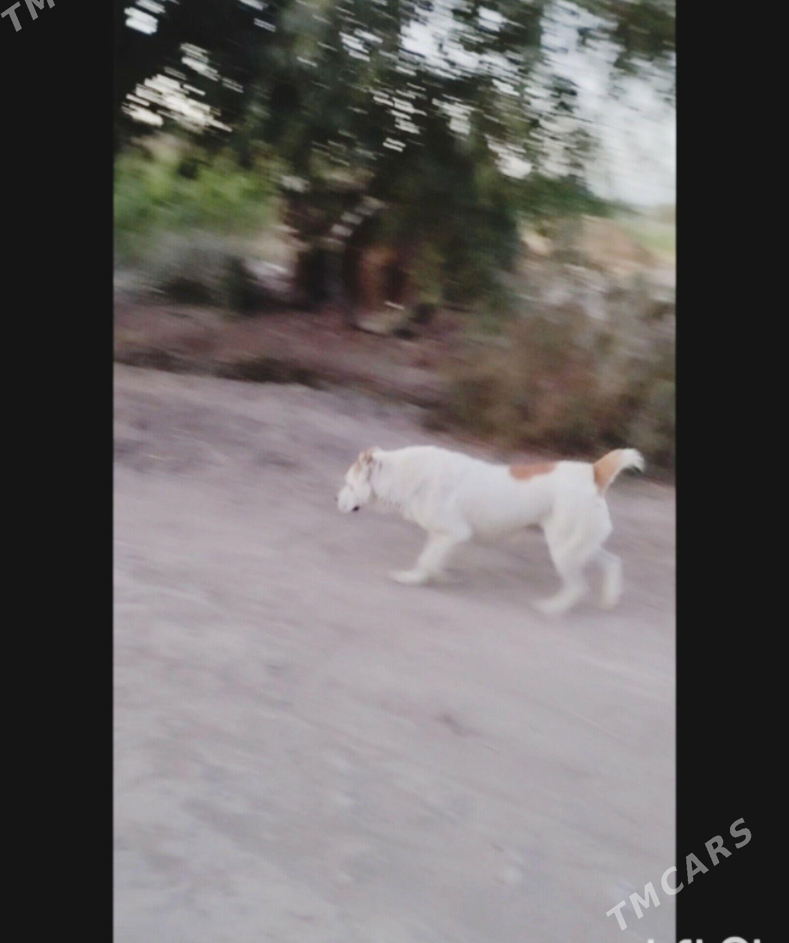 Garagoz - Шабатский этрап - img 1