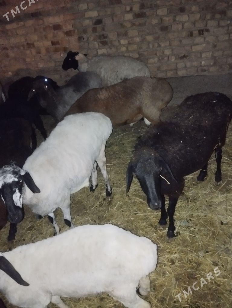 goyun goc - Туркменабат - img 4