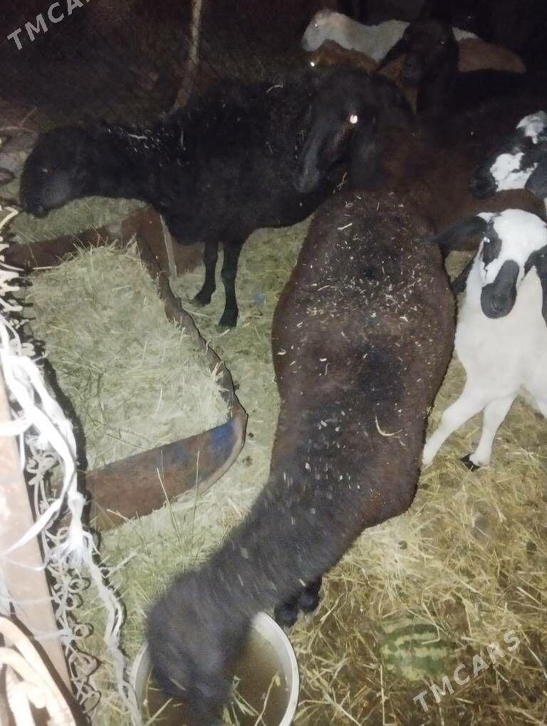 goyun goc - Туркменабат - img 2