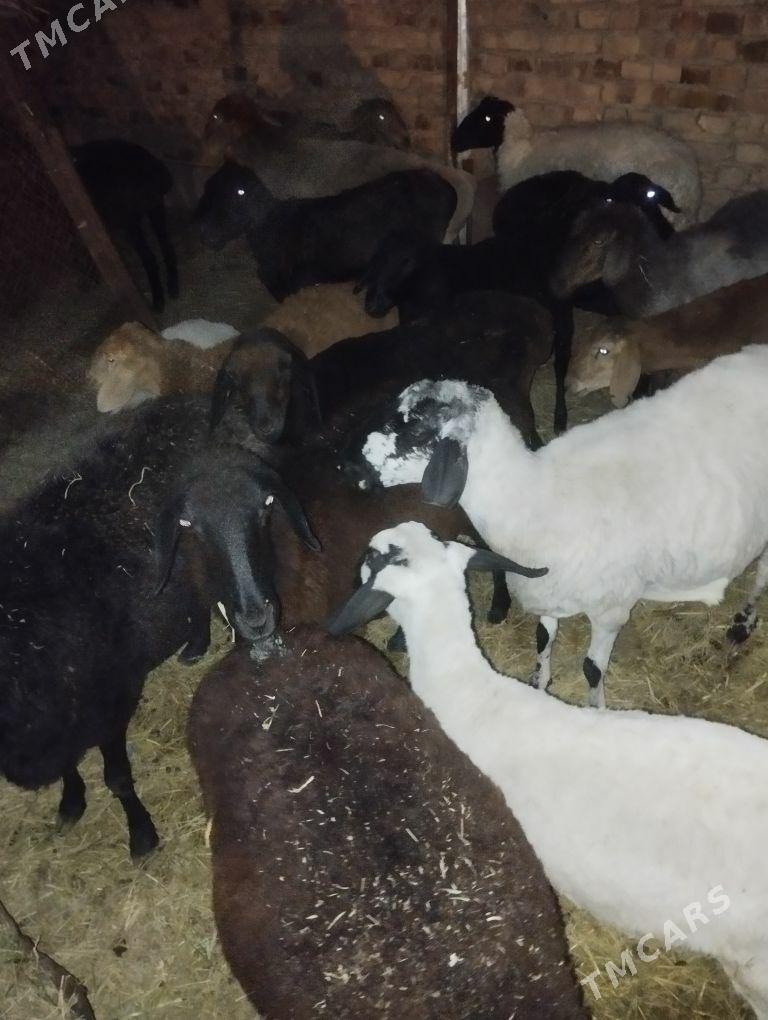 goyun goc - Туркменабат - img 6