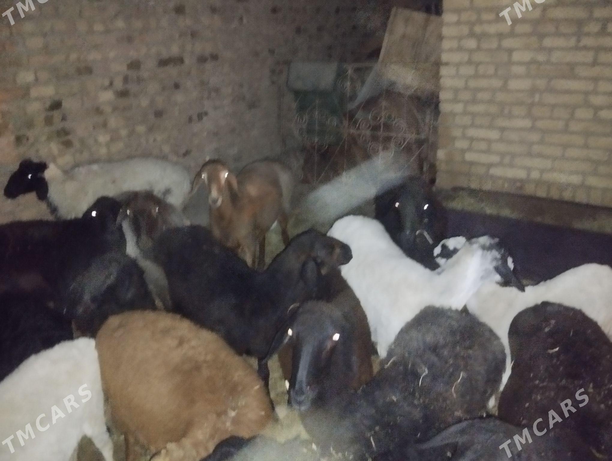 goyun goc - Туркменабат - img 7