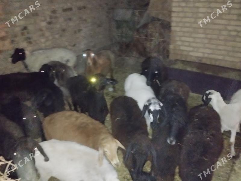 goyun goc - Туркменабат - img 5